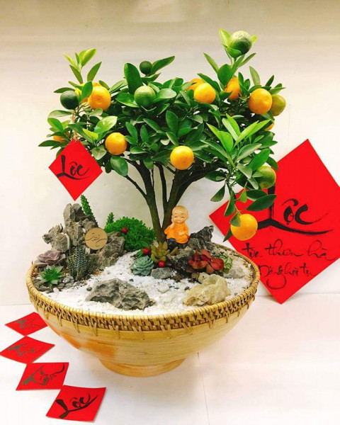 quat-bonsai-3.jpg