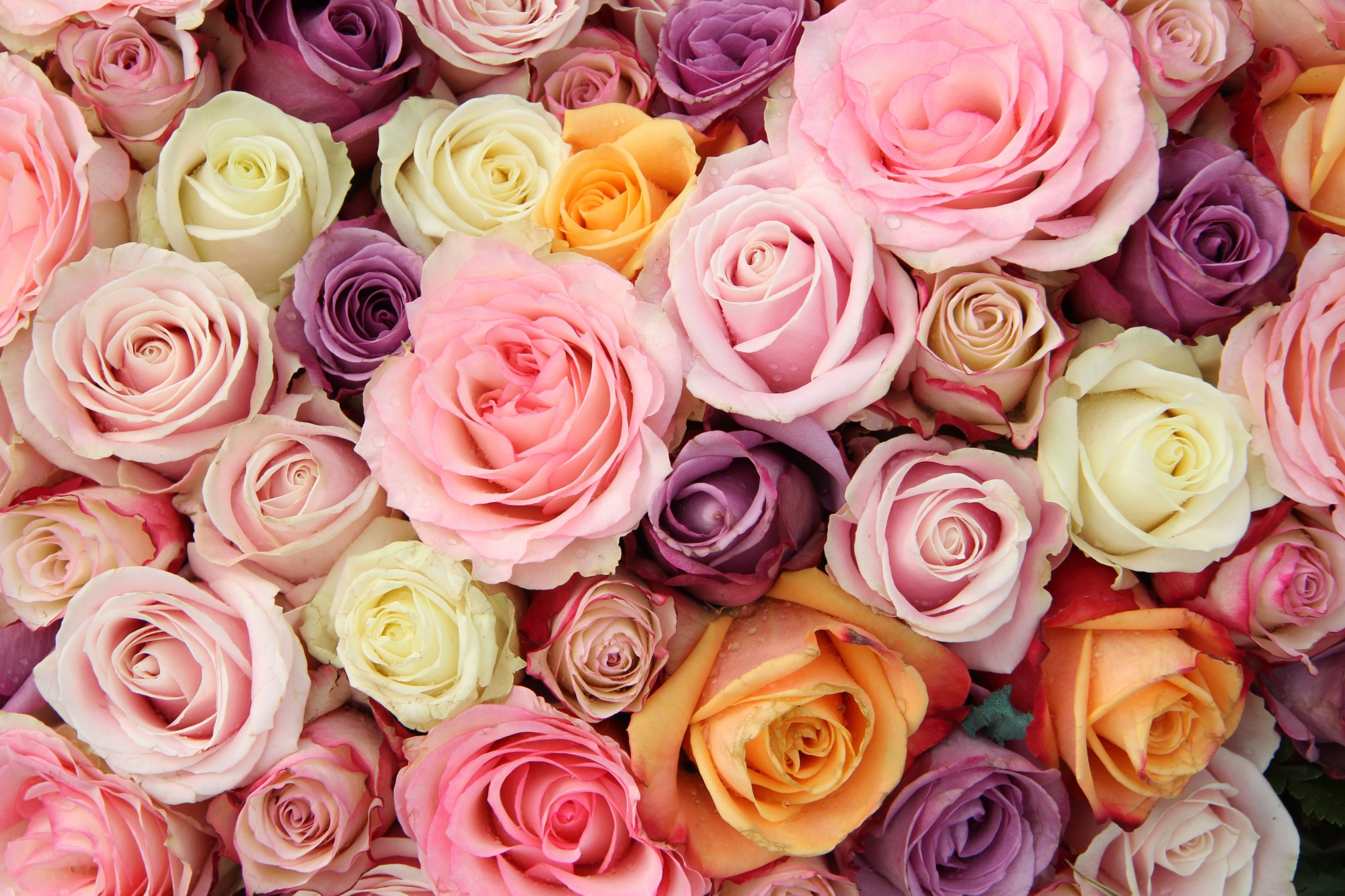 bigstock-pastel-wedding-roses-64953697-e1428018290458.jpg