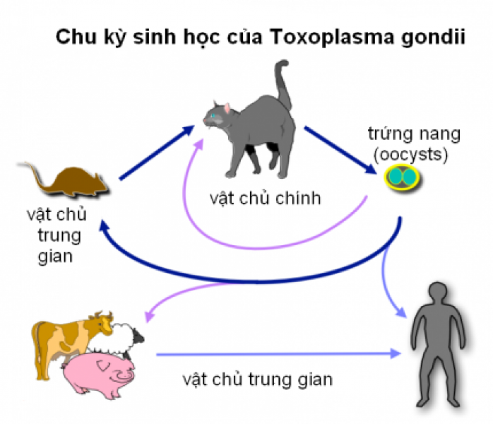1070_chu-ky-sinh-hoc-cua-toxoplasma-gondii.png