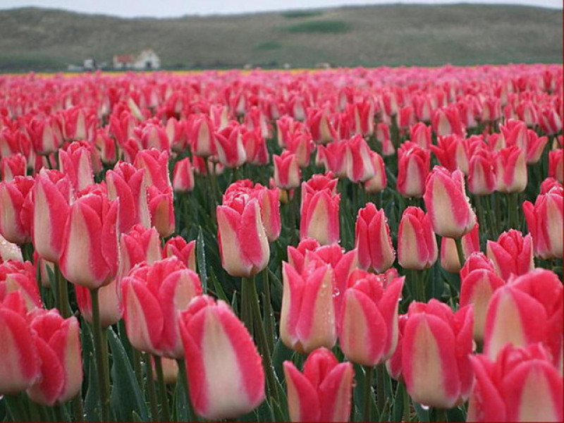 tulip-ha-lan.jpg