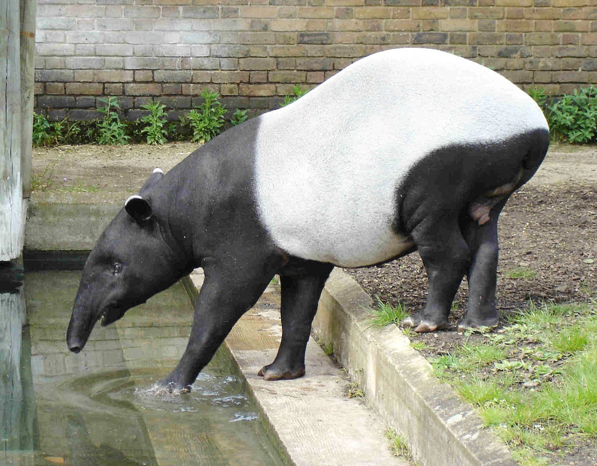 1200px-malayan_tapir.JPG
