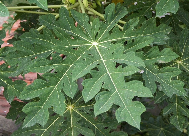 1024px-carica_papaya_leaf_14_07_2012.jpg