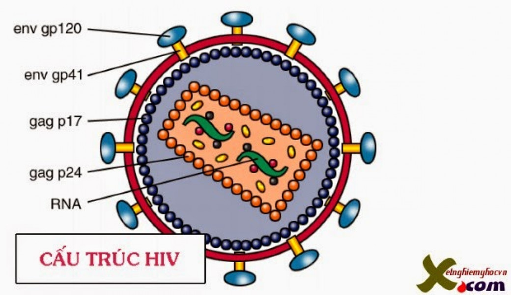 hiv2.jpg