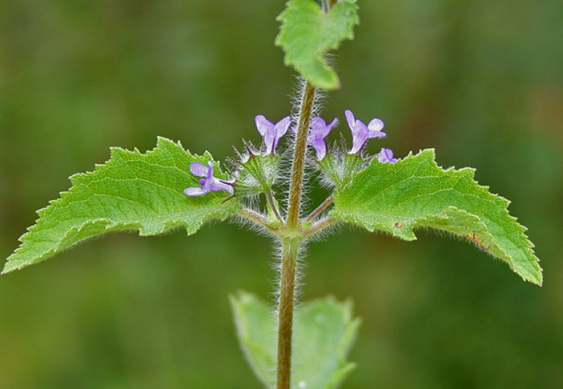 hyptis_suaveolens.jpg