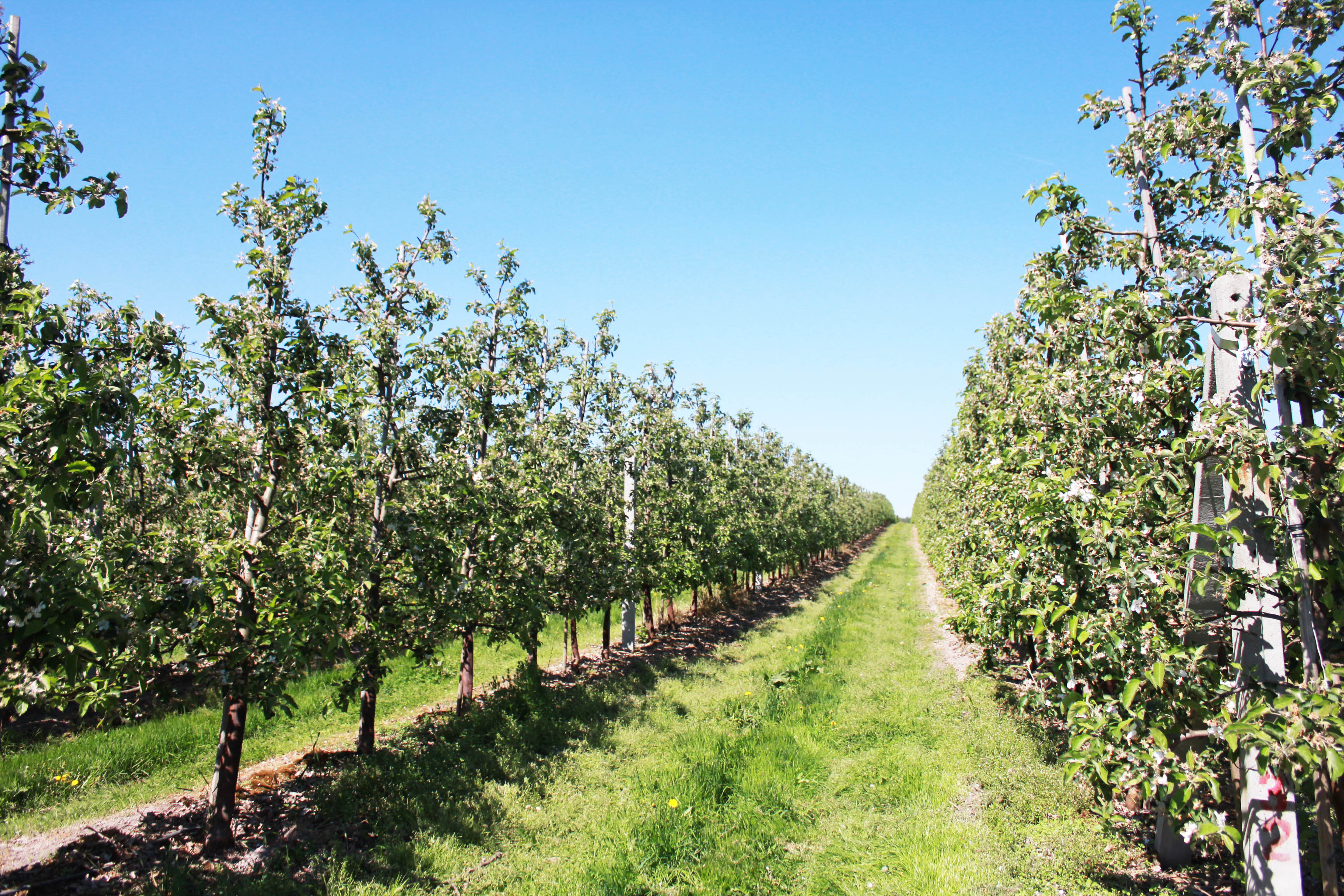 apple-factory-1.jpg