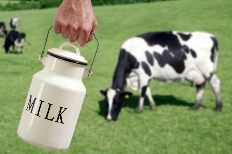 milk-cow.jpg