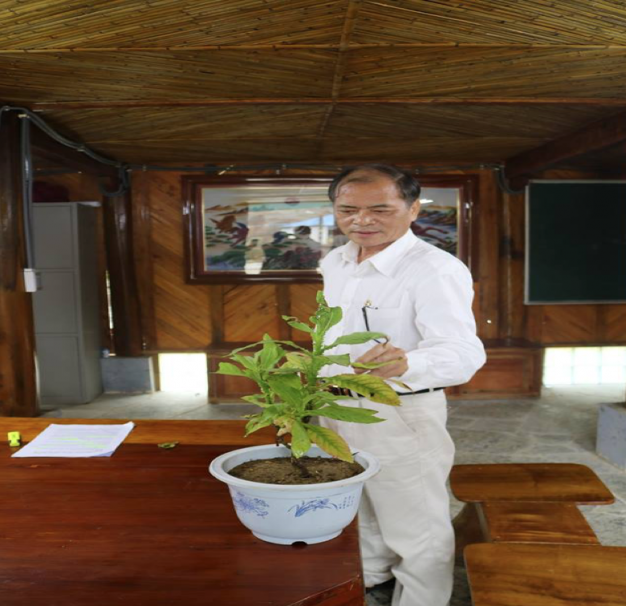 Bác sĩ Hoàng Sầm bên cây thuốc cúc lục lăng được trồng làm cảnh