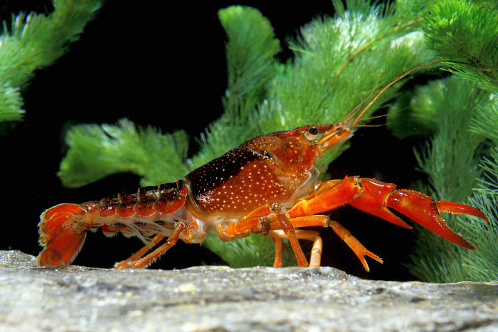 header-crayfish1.jpg