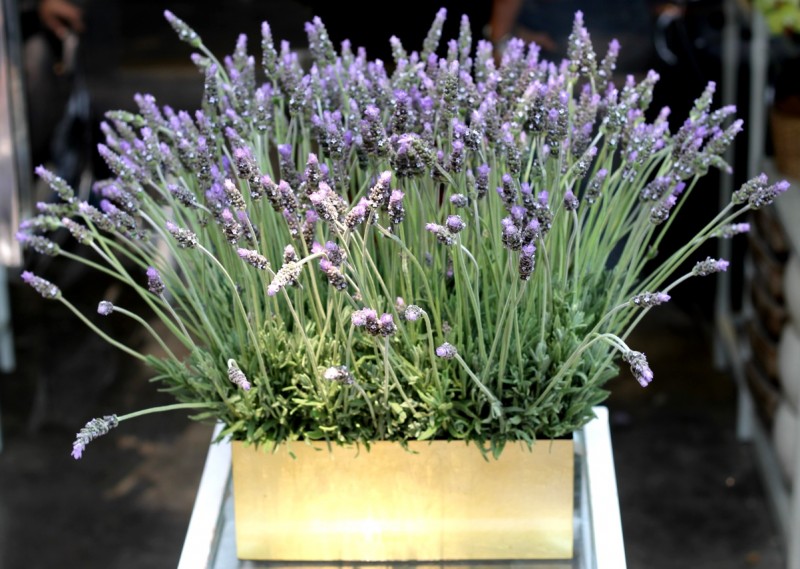 lavender-12.jpg