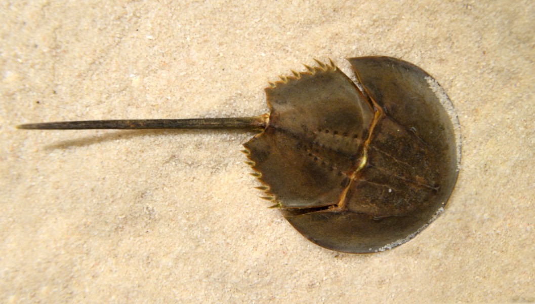 carcinoscorpius_rotundicauda_mangrove_horseshoe_crab.jpg