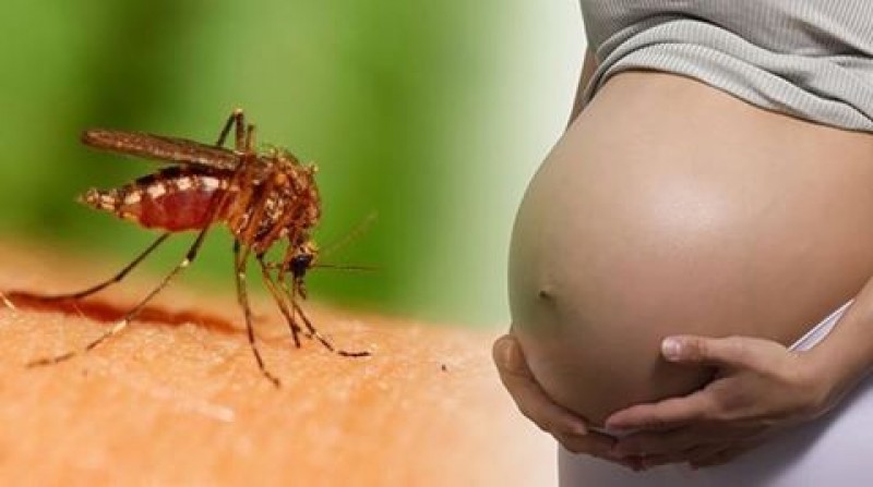 zika0931.jpg