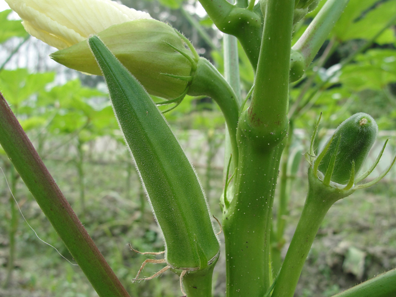 okra-seeds-health-vegetable-abelmoschus-esculentus-gumbo-seed-organic-green-vegetable-seeds-25-pcs.jpg