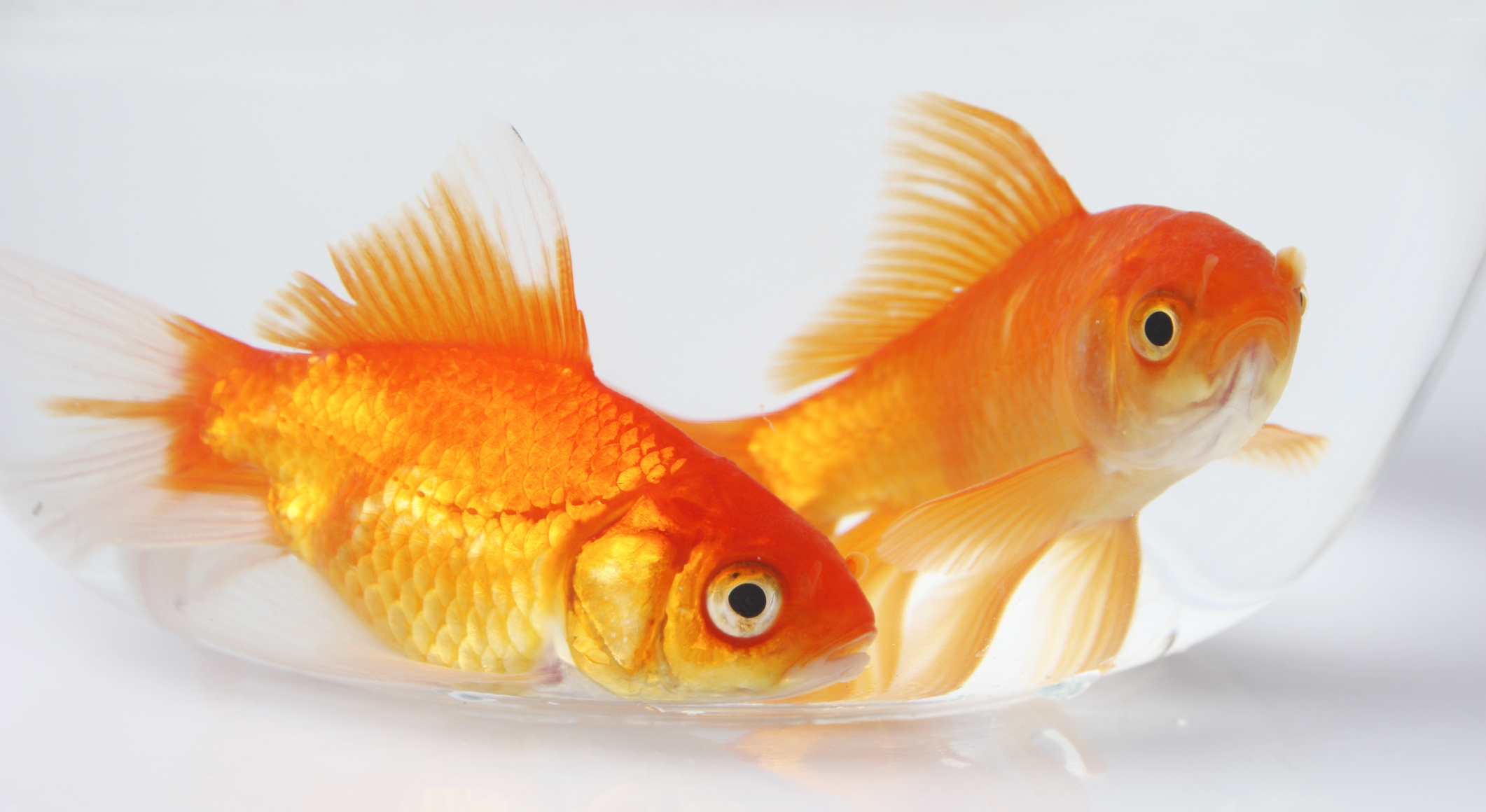 gold-fish.jpg