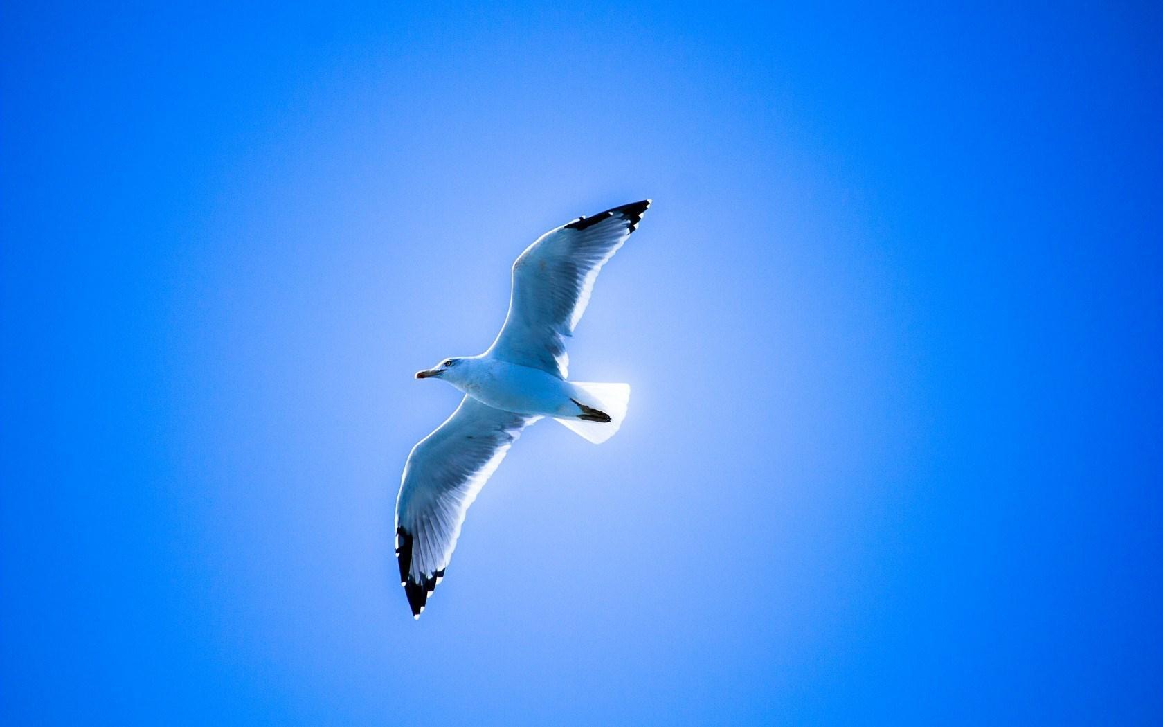 seagull-wings-sky.jpg