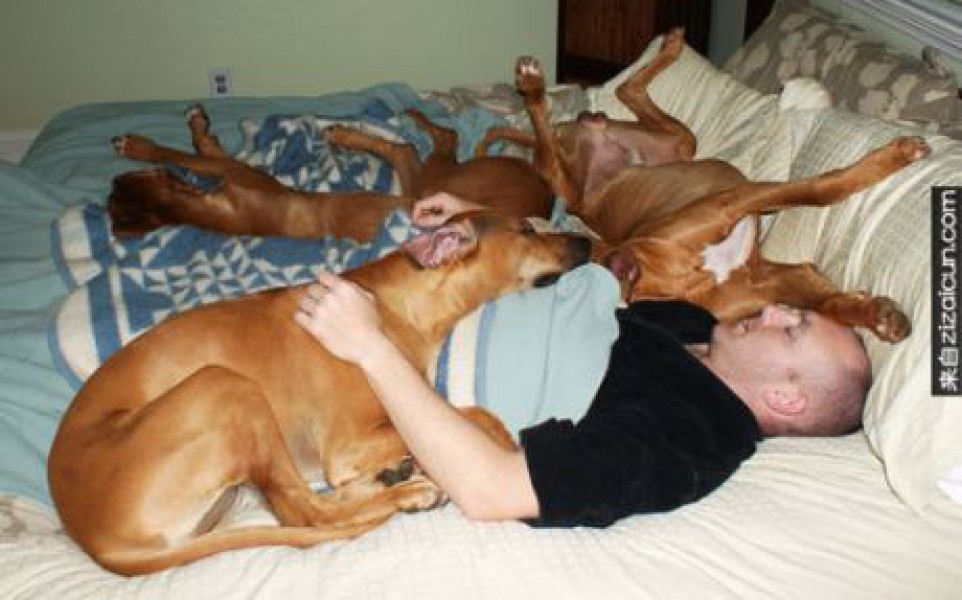 Lý do các chú cún thích leo lên giường » Báo Phụ Nữ Việt Nam