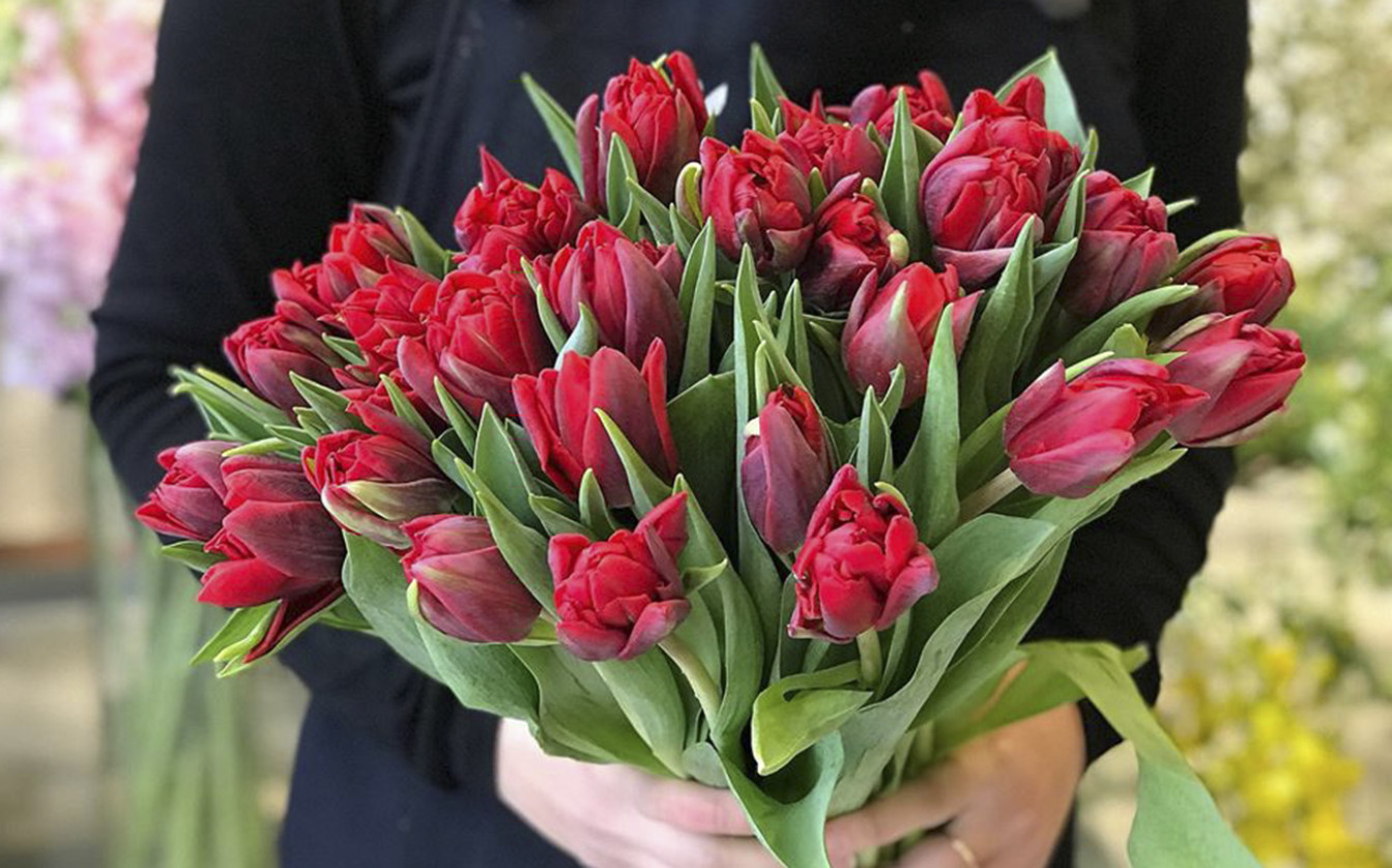 hoa-tulip.jpg