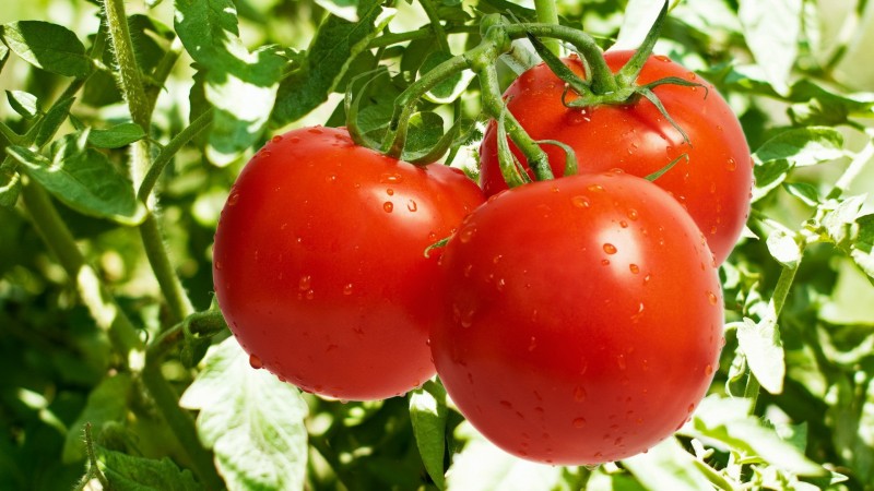 health-and-beauty-benefits-of-tomatoes.jpg