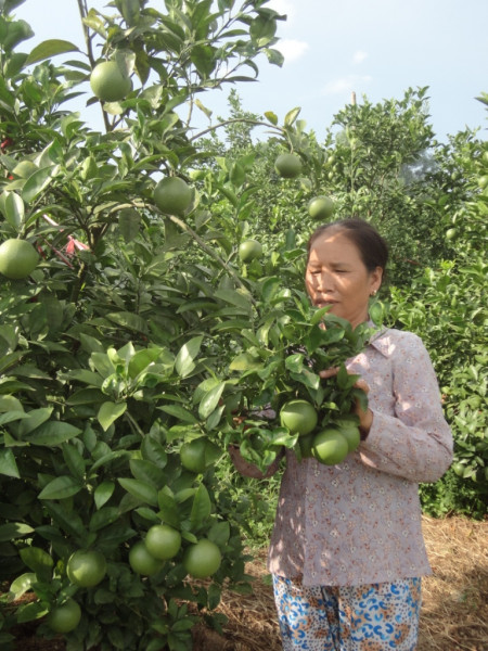 lam-giau-tren-que-huong-cam-bo-ha-2.JPG