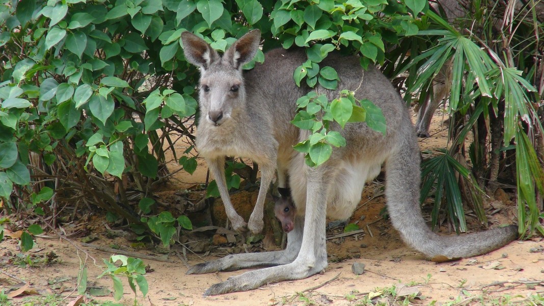 kangaroo.jpg