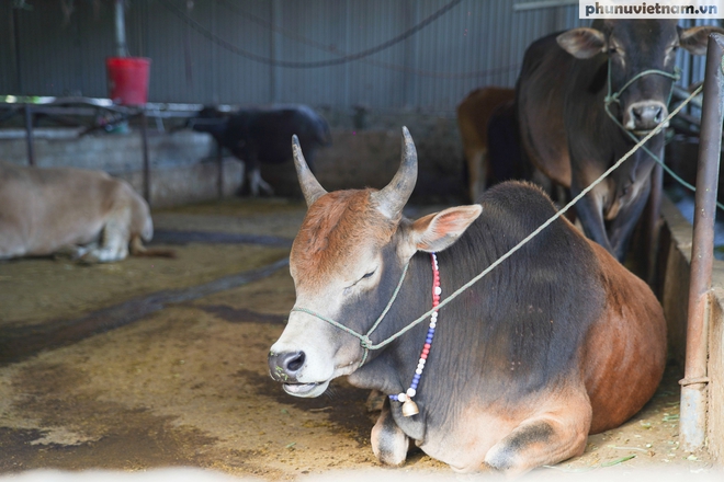 "Nhà nghỉ trâu bò" giữa đại ngàn và gánh mưu sinh của phụ nữ dân tộc- Ảnh 3.
