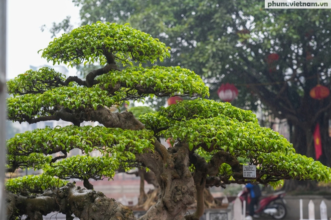 Chiêm ngưỡng 200 cây cảnh độc đáo của làng cổ Hà Nội, có cây giá lên đến cả tỷ đồng- Ảnh 14.