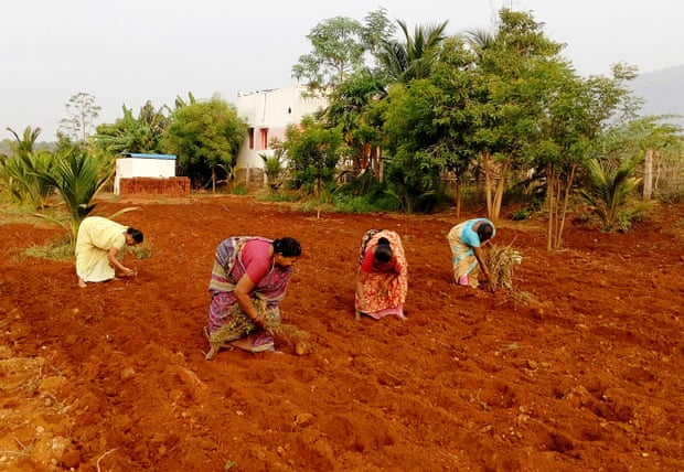 Phụ nữ góa chồng Ấn Độ thuê đất, lập nhóm để tham gia lực lượng lao động  - Ảnh 1.