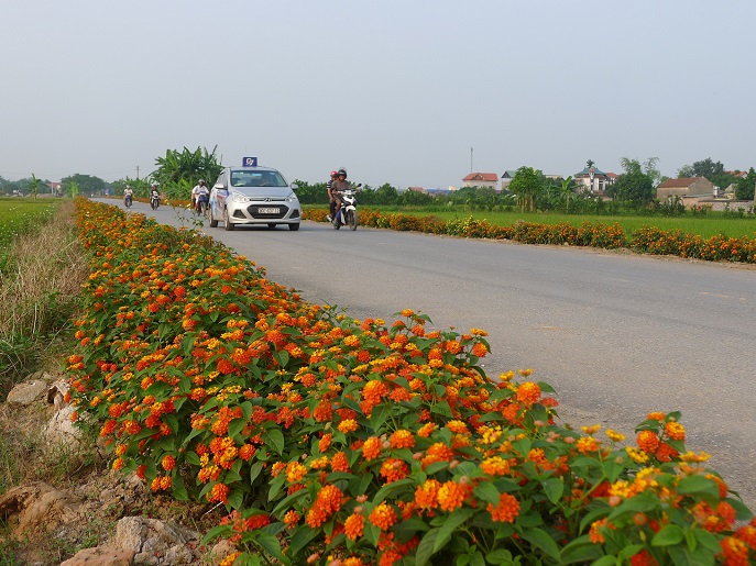 Đường hoa vào chùa Nôm xã Đại Đồng (Văn Lâm, Hưng Yên)