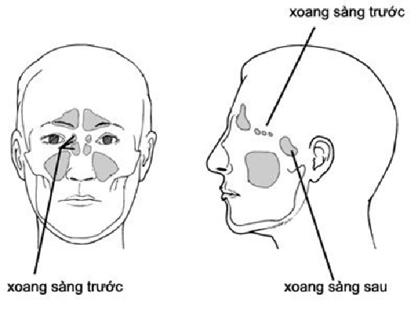 Vị trí của xoang sàng trên cơ thể con người (Ảnh: Internet)