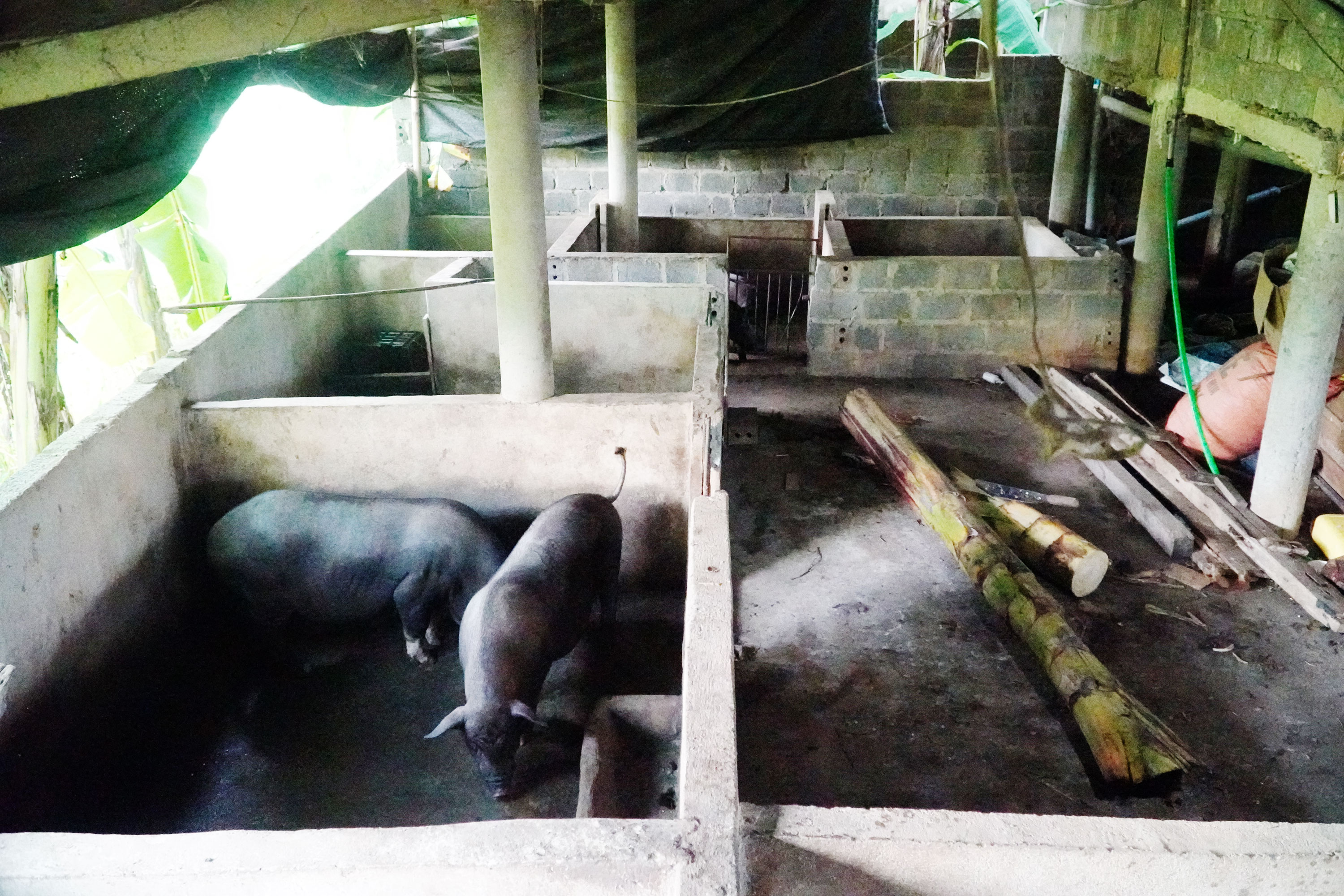 Hiệu quả từ mô hình Tổ Phụ nữ liên kết chăn nuôi lợn nái luân chuyển   Trang thông tin điện tử Hội liên hiệp phụ nữ tỉnh Hà Giang