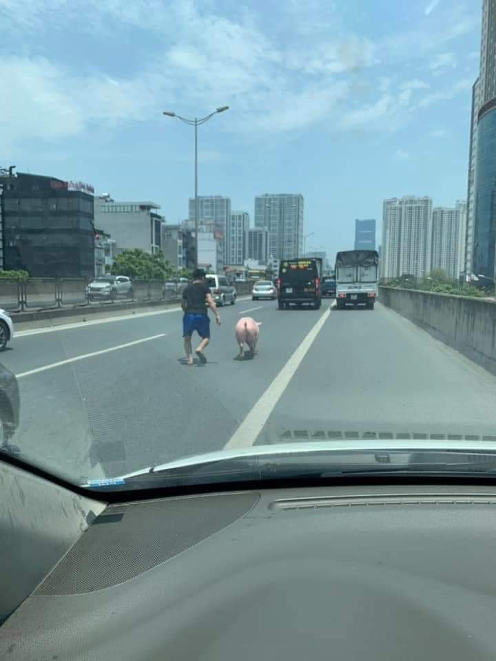 Chú lợn quyết tâm đào tẩu khỏi xe vận chuyển để chạy bộ khiến tài xế được 1 phen tập thể dục khổ sở giữa thời tiết nắng nóng - Ảnh 1.