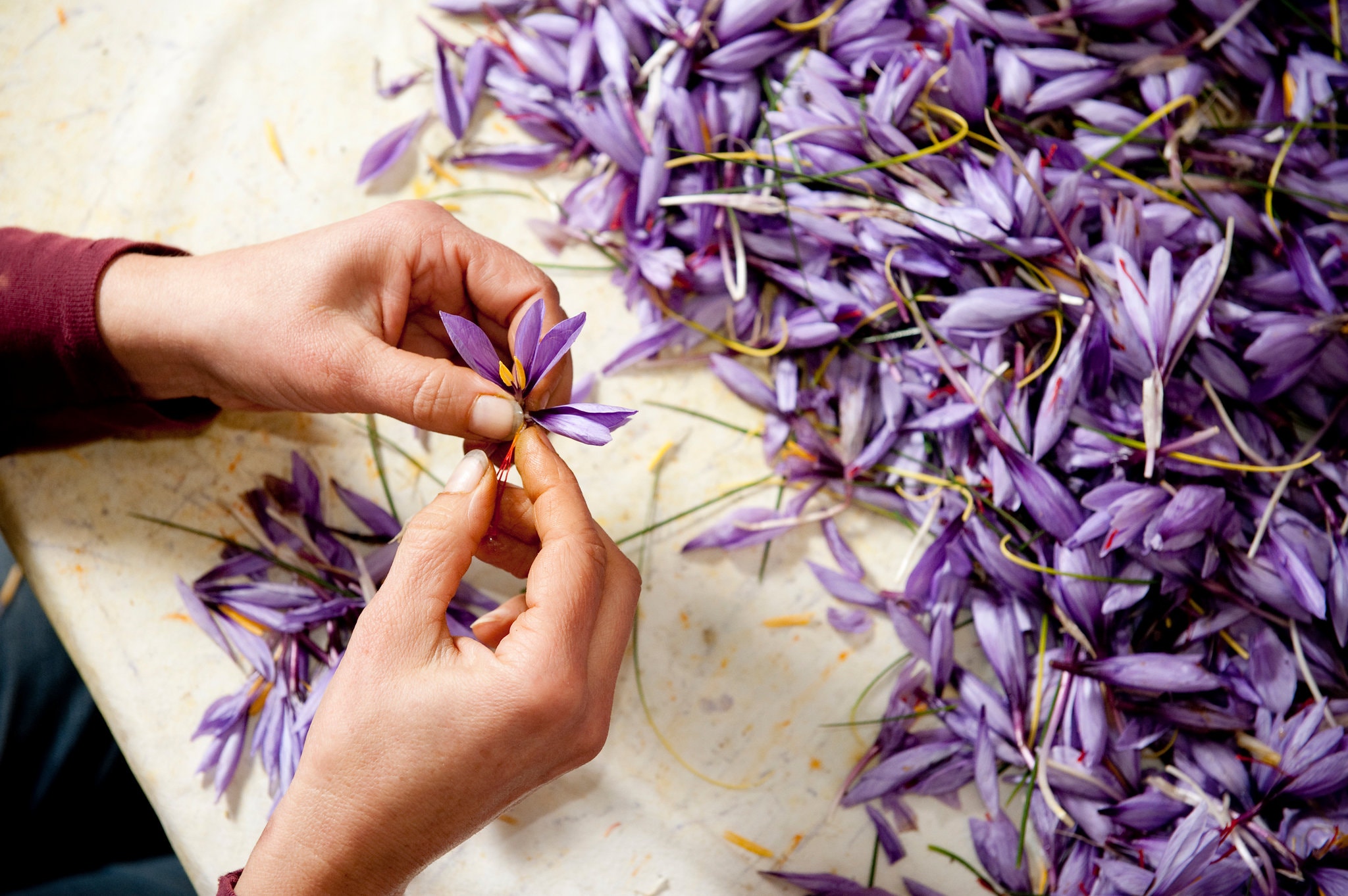 Cận cảnh quá trình thu hoạch saffron - thứ gia vị đắt nhất thế giới được mệnh danh “vàng đỏ“ có giá hàng tỷ đồng 1kg, từng được Nữ hoàng Ai Cập dùng để dưỡng nhan - Ảnh 3.