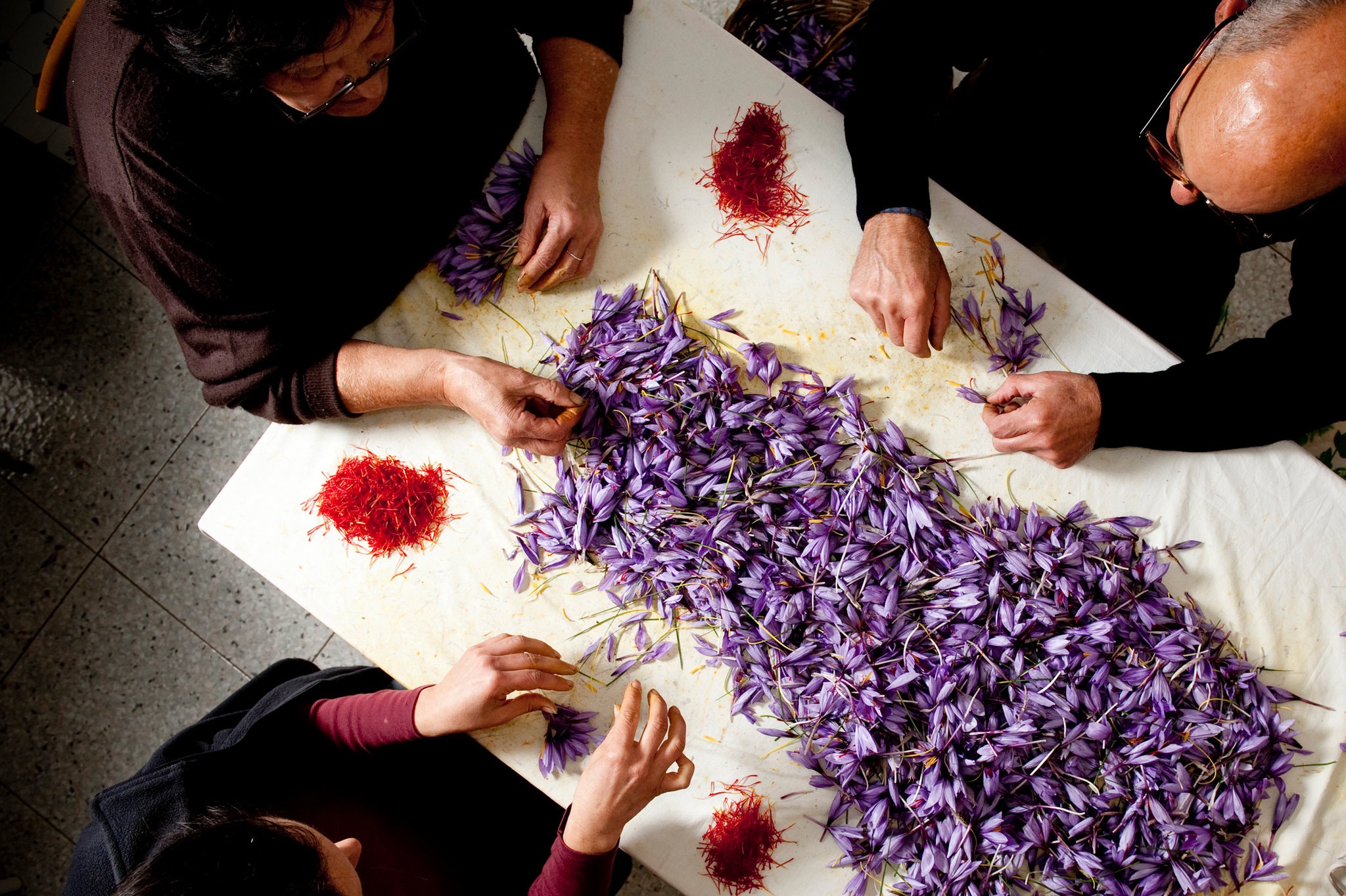 Cận cảnh quá trình thu hoạch saffron - thứ gia vị đắt nhất thế giới được mệnh danh “vàng đỏ“ có giá hàng tỷ đồng 1kg, từng được Nữ hoàng Ai Cập dùng để dưỡng nhan - Ảnh 9.