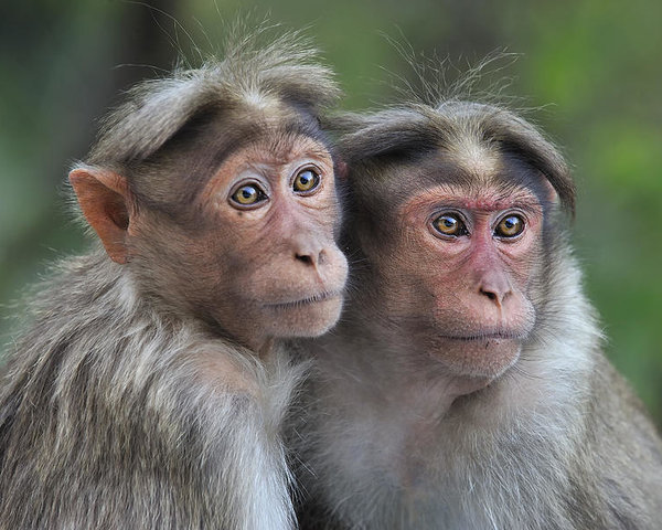 Khỉ Ấn Độ xông vào phòng lab ăn trộm 3 mẫu thí nghiệm Covid-19 - Ảnh 1.