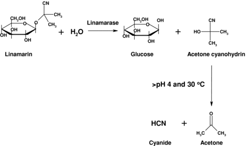 Bé gái 6 tuổi tử vong vì ăn sắn: Nguồn gốc độc tố và cách phòng tránh - Ảnh 2.