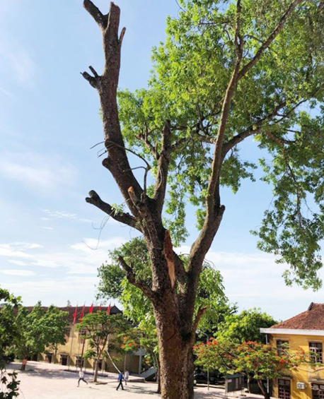 Một trường học bị kiểm điểm do chặt cây cổ thụ đang tươi tốt trong khuôn viên nhà trường - Ảnh 1.