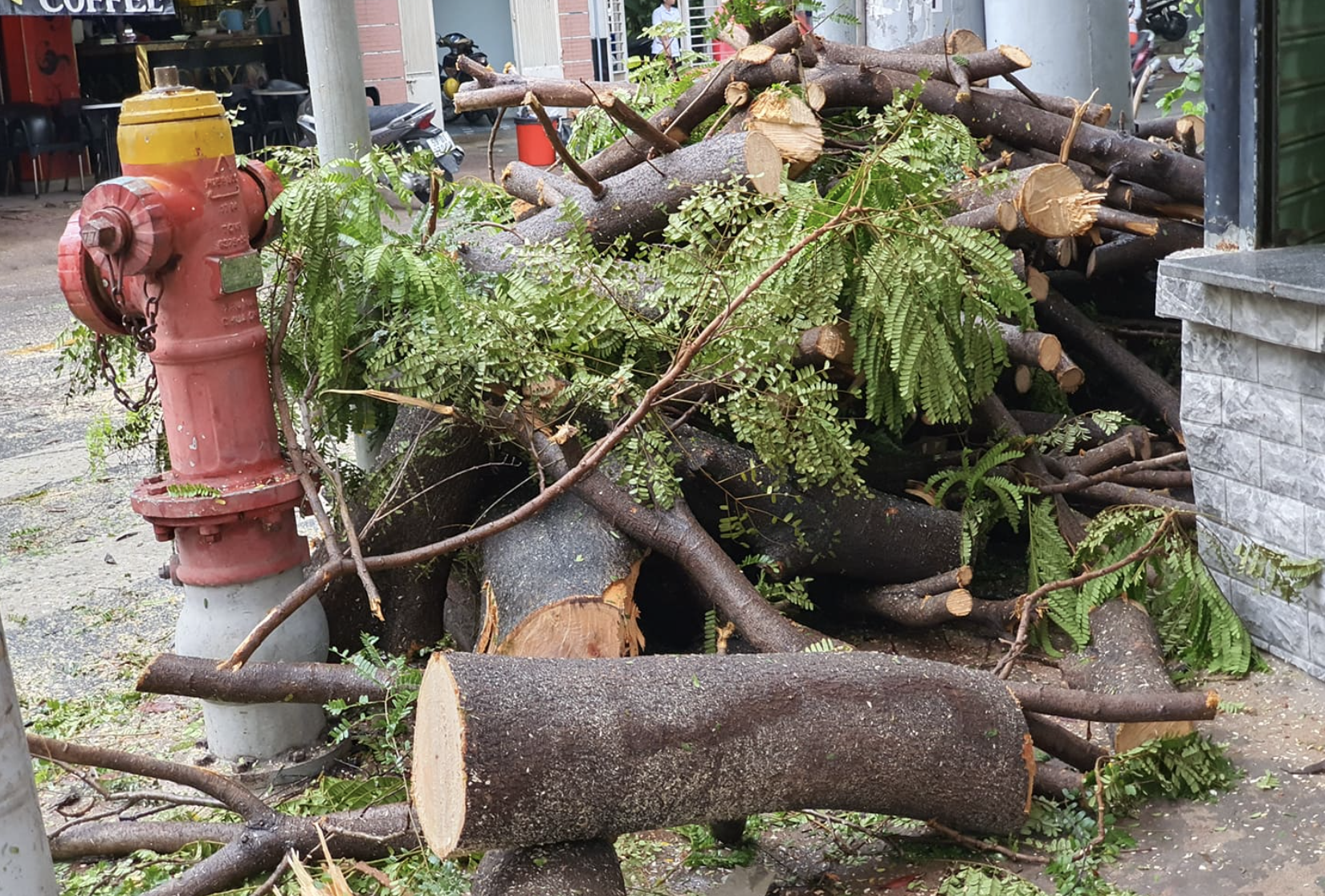 Mưa lớn kèm gió mạnh khiến nhiều cây phượng lại bật gốc, 3 nữ sinh ở Đồng Nai bị đè xay xát người - Ảnh 8.