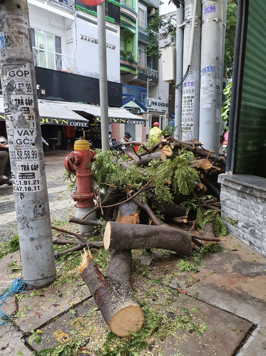 Mưa lớn kèm gió mạnh khiến nhiều cây phượng lại bật gốc, 3 nữ sinh ở Đồng Nai bị đè xay xát người - Ảnh 10.