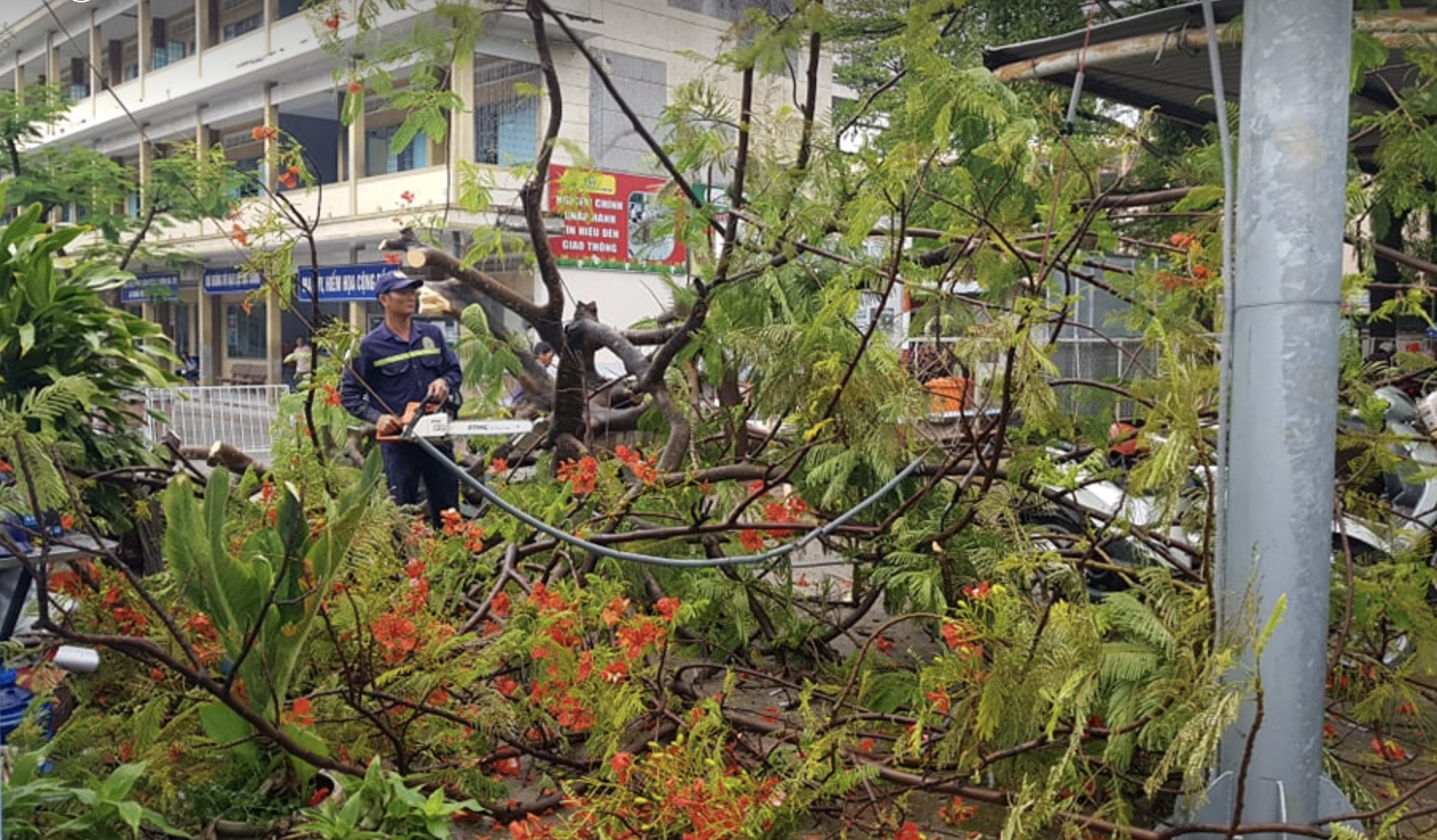 Mưa lớn kèm gió mạnh khiến nhiều cây phượng lại bật gốc, 3 nữ sinh ở Đồng Nai bị đè xay xát người - Ảnh 5.