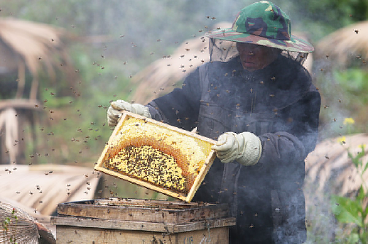 Toát mồ hôi hột với màn thu hoạch tổ ong, hóa ra công việc này nguy hiểm và không &quot;ngon lành&quot; như vị mật chị em hay uống đâu nha! - Ảnh 3.