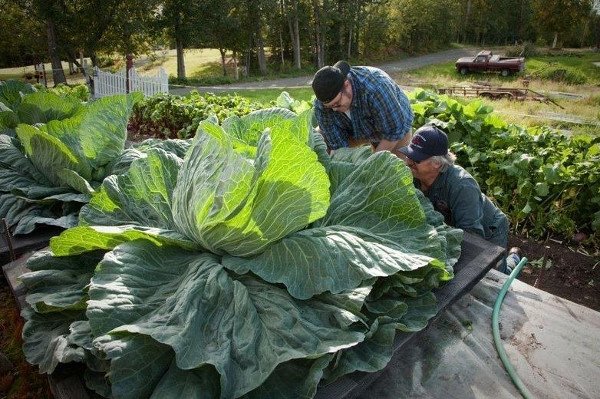 Tròn mắt trước những loại rau củ quả khổng lồ ở Alaska và lý giải cho điều lạ lùng này - Ảnh 4.