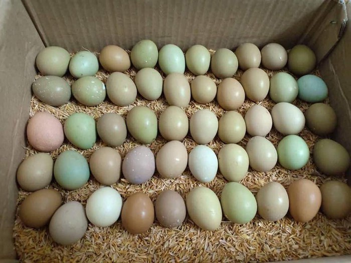 Tốt cho mẹ bầu và trẻ nhỏ, loại trứng đủ màu sắc xanh đỏ khác lạ đắt gấp 15 lần trứng gà được nhiều chị em &quot;lùng mua&quot; - Ảnh 4.