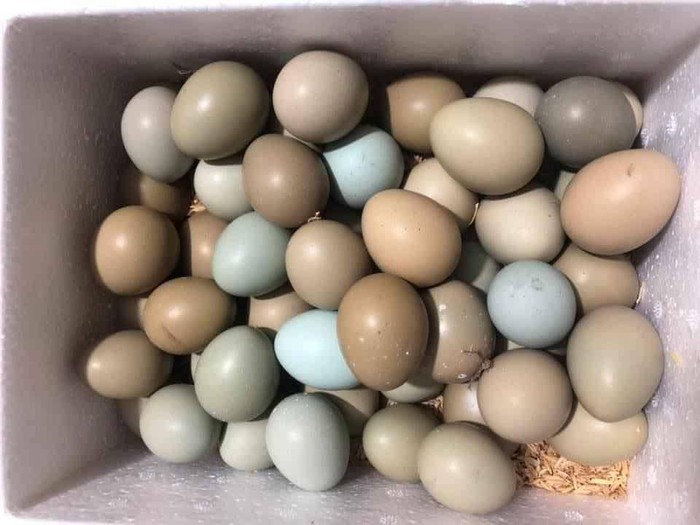 Tốt cho mẹ bầu và trẻ nhỏ, loại trứng đủ màu sắc xanh đỏ khác lạ đắt gấp 15 lần trứng gà được nhiều chị em &quot;lùng mua&quot; - Ảnh 2.