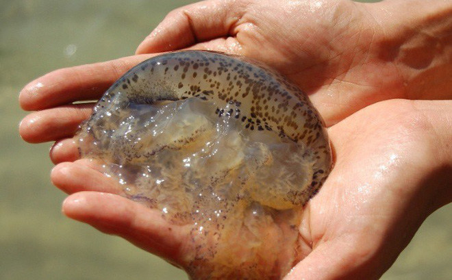 Tắm biển mùa hè: Cẩn thận bị bỏng sứa biển - Ảnh 2.