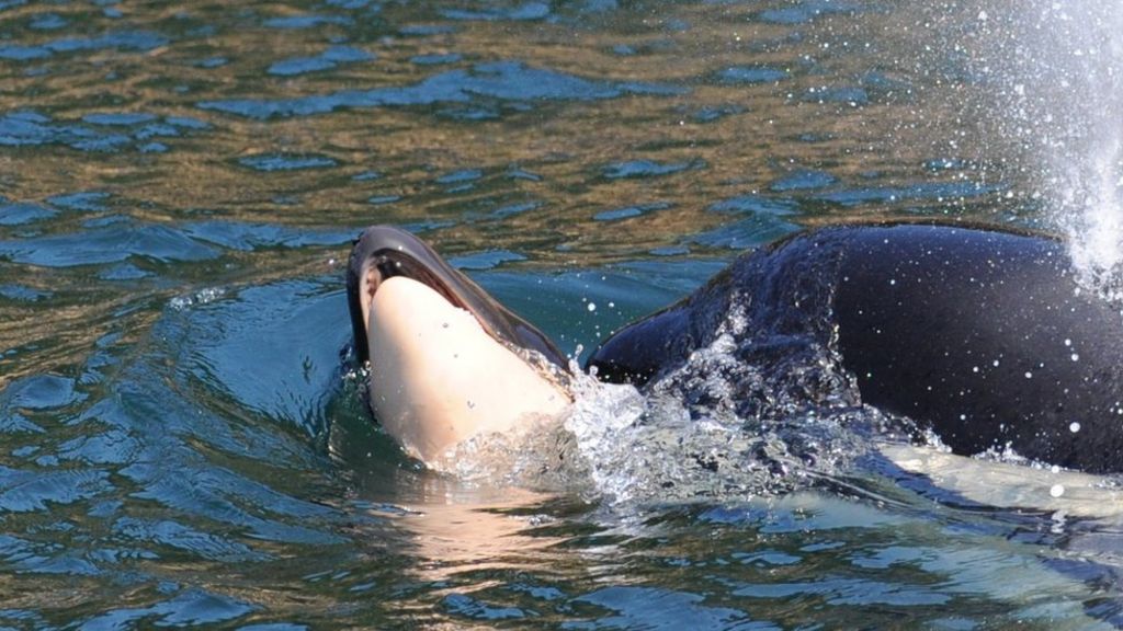 2 năm sau khi mang xác con suốt 17 ngày, con cá voi sát thủ giờ có tin vui nhưng dự đoán đứa con tiếp theo chịu số phận tương tự - Ảnh 2.