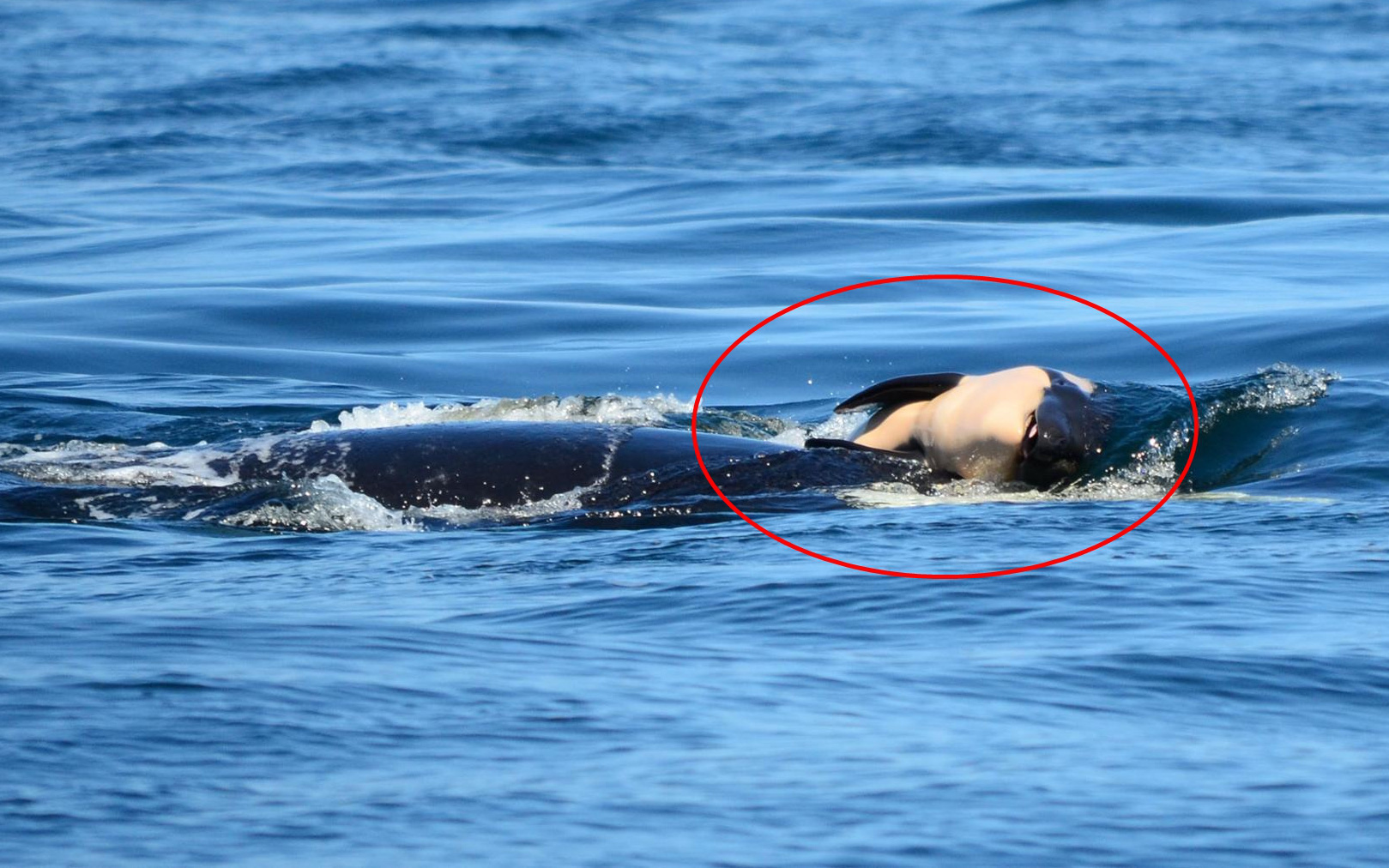2 năm sau khi mang xác con suốt 17 ngày bơi khắp biển, cá voi sát thủ đã có tin vui 