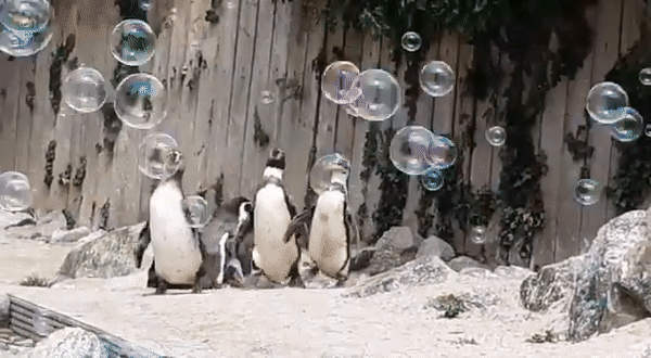 Muốn biết niềm vui thuần khiết là gì, nhất định phải xem chim cánh cụt chơi bong bóng xà phòng - Ảnh 2.