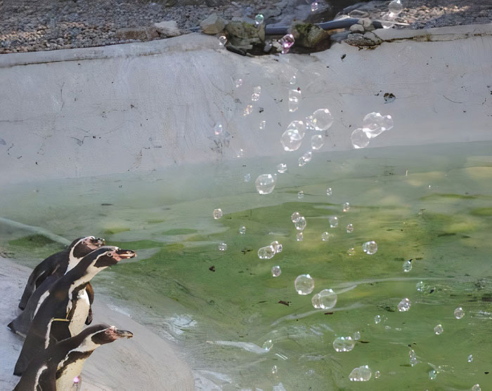 Muốn biết niềm vui thuần khiết là gì, nhất định phải xem chim cánh cụt chơi bong bóng xà phòng - Ảnh 3.