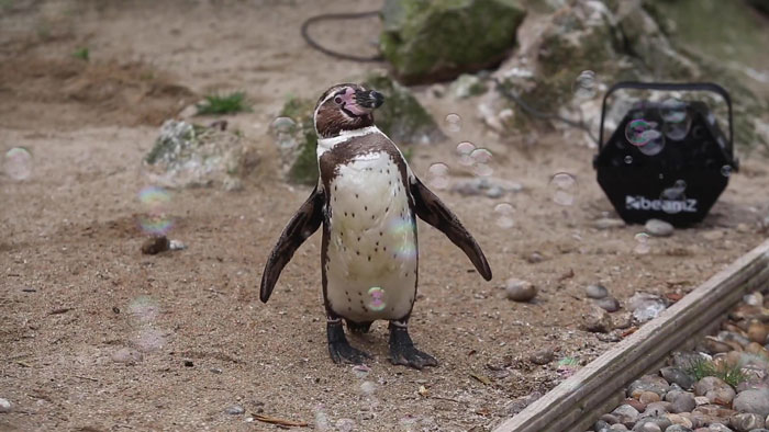 Muốn biết niềm vui thuần khiết là gì, nhất định phải xem chim cánh cụt chơi bong bóng xà phòng - Ảnh 4.