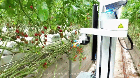 Robot sử dụng trí thông minh giúp chị em xử lý gọn các loại quả chín trong vườn chỉ trong tích tắc - Ảnh 3.