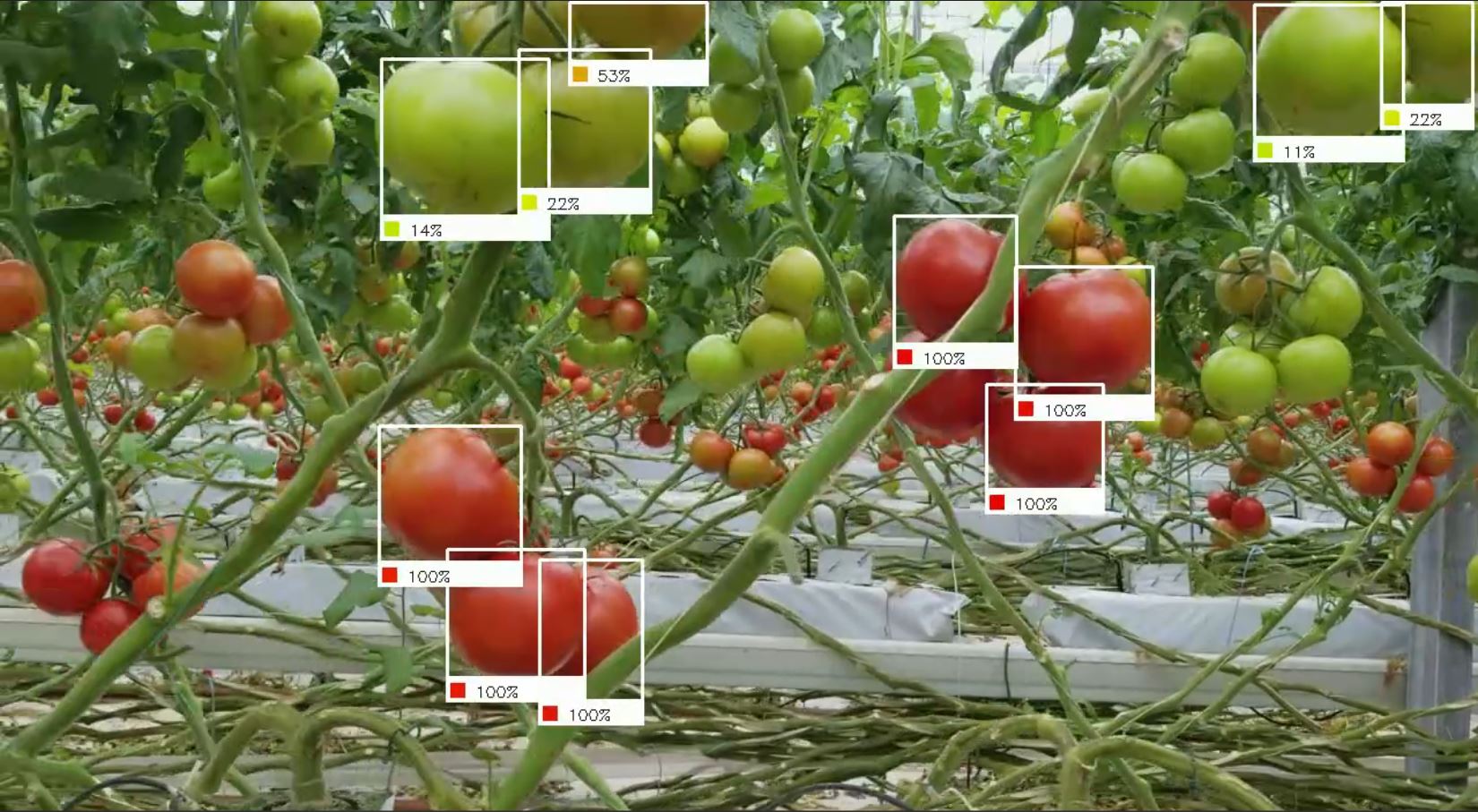 Robot sử dụng trí thông minh giúp chị em xử lý gọn các loại quả chín trong vườn chỉ trong tích tắc - Ảnh 4.